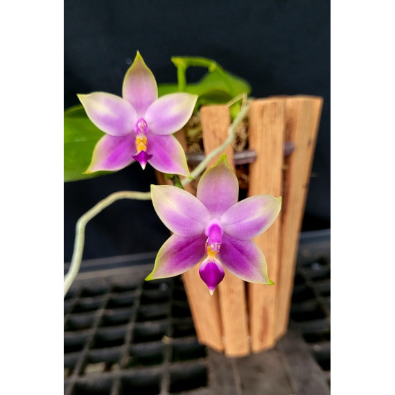 Phalaenopsis Samera Coerulea -  Com Haste Floral