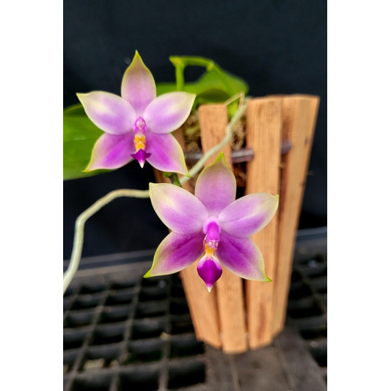 Phalaenopsis Samera Coerulea - Haste Floral