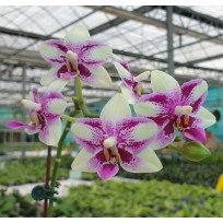 Phalaenopsis Jiaho Summer Love (AD)