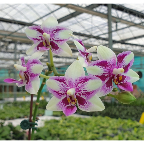 Phalaenopsis Jiaho Summer Love (AD)