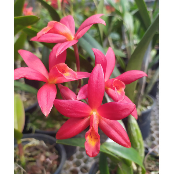 Lc. Blazing Treat Red - NBS