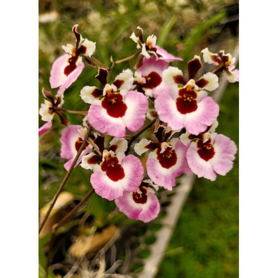 Tolumnia Jairak Pink - AD