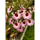 Tolumnia Jairak Pink - AD