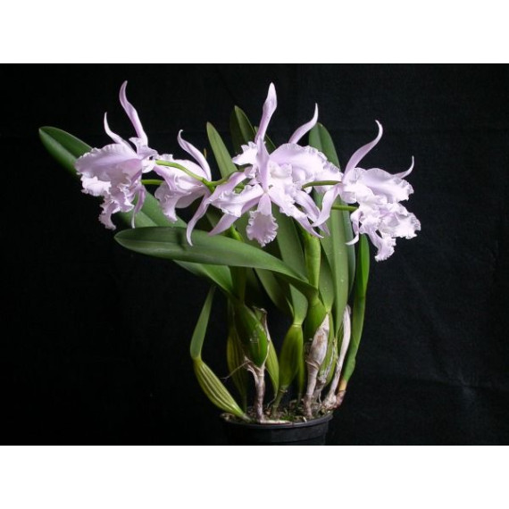 Laelia Lobata Concolor "Geni"  - Corte (3 bulbos)
