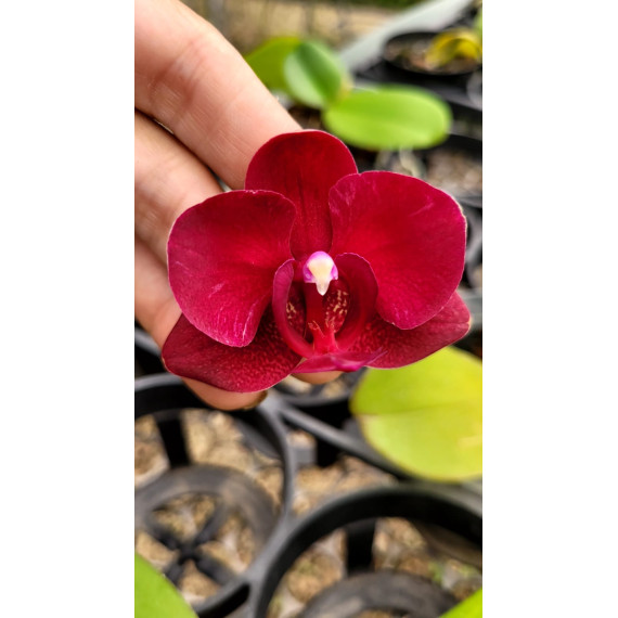 Phalaenopsis Vermelha Full Red - Muda