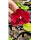 Phalaenopsis Vermelha Full Red - Muda
