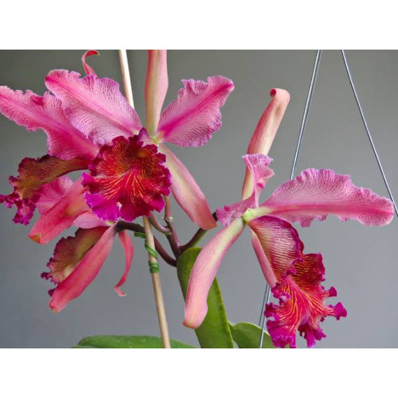 Cattleya Dowiana Áurea Rosita - T3