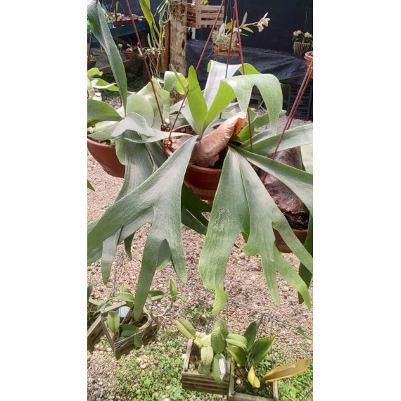 Platycerium Diversifolium