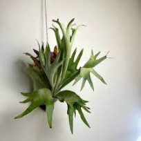 Platycerium Diversifolium