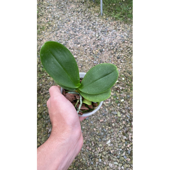 Phalaenopsis Vermelha Full Red - Muda
