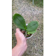 Phalaenopsis Vermelha Full Red - Muda