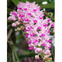 Rhynchostilis Gigantea Spots - AD