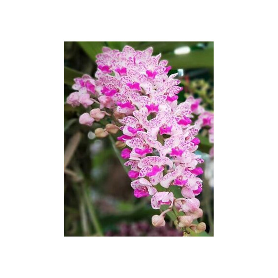 Rhynchostilis Gigantea Spots - Haste Floral