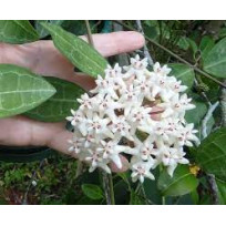 Flor de Cera (Hoya Eliptica) 30 cm