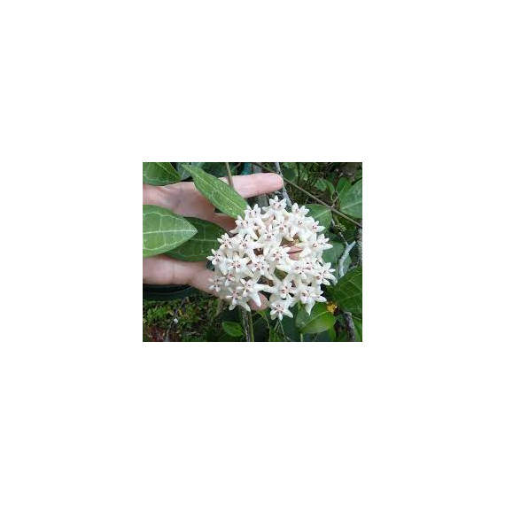 Flor de Cera (Hoya Eliptica) 30 cm