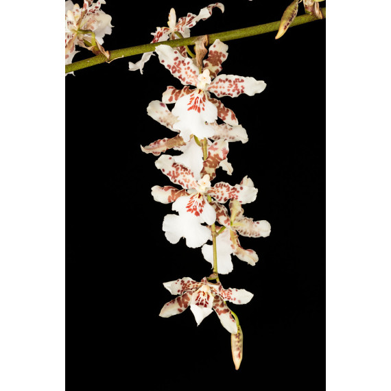 Oncidium Speckled Spire 'Snowflake' - AD
