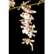 Oncidium Speckled Spire 'Snowflake' - AD