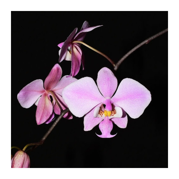 Phalaenopsis Schilleriana (INICIANDO HASTE)