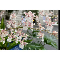 Oncidium Speckled Spire 'Snowflake' - AD