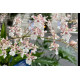 Oncidium Speckled Spire 'Snowflake' - AD