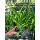 Oncidium Speckled Spire 'Snowflake' - AD