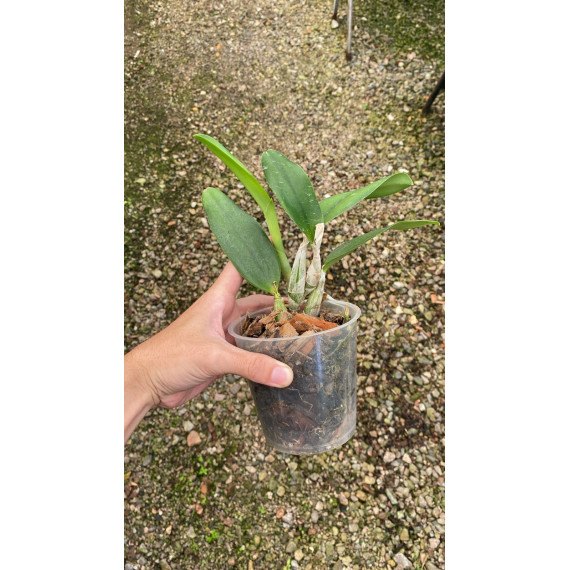 Laelia Pumila "Castelar" no cachepô - AD