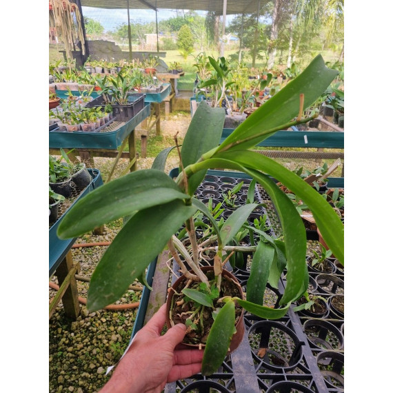 Cattleya Cantagalo x Diaca Chantili Lace AD