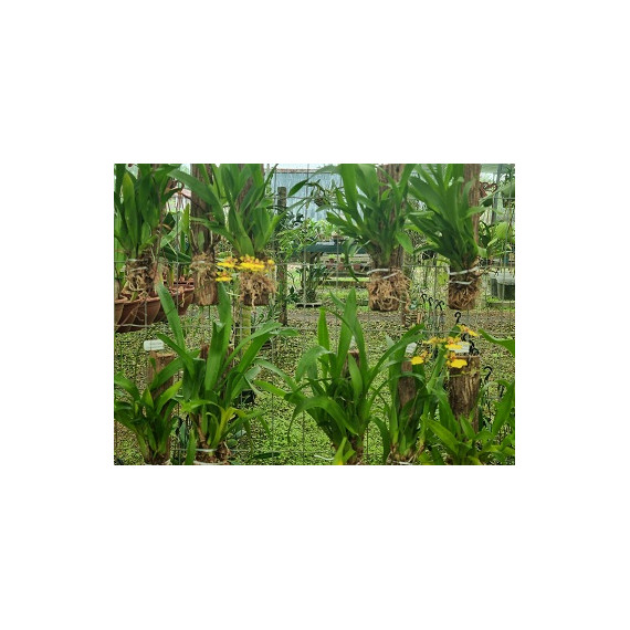 Oncidium Sweet Sugar  - AD