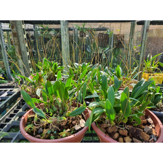 Touceira Bulbophyllum Miniatum - AD