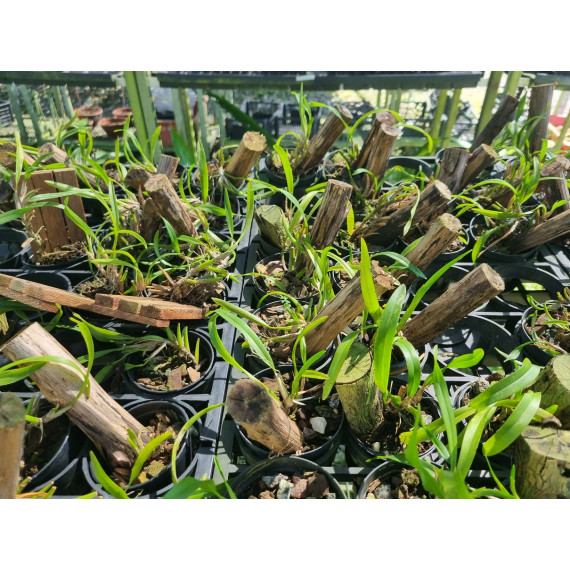 Oncidium Longipes - Muda