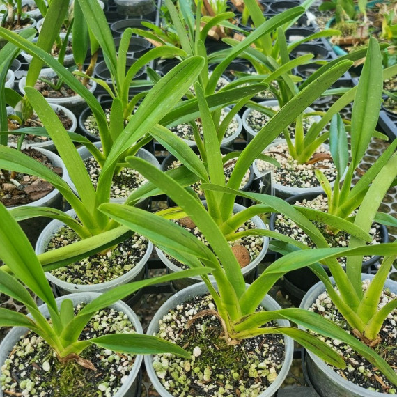 Jumellea Arachnantha  - NBS