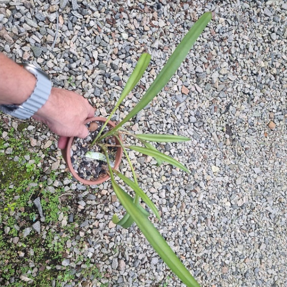 Bulbophyllum Gibbosum - AD