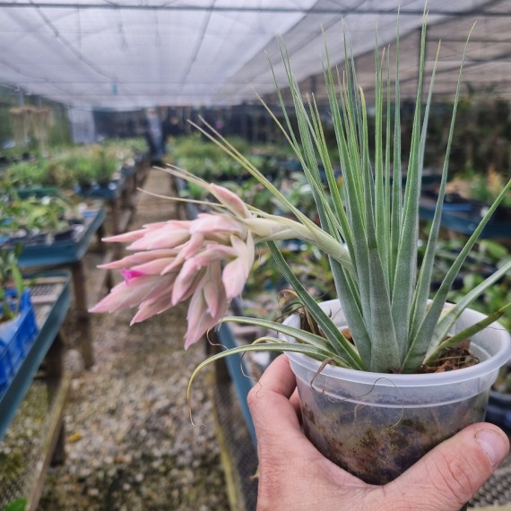 Tilandsia Gardnerii (prata) + Suporte