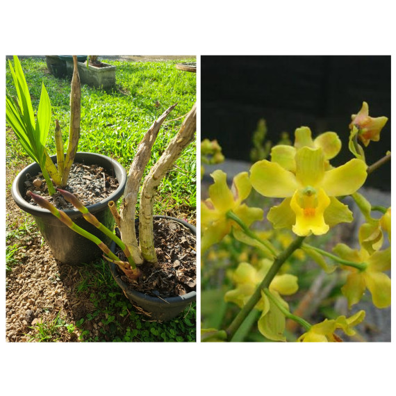 Cyrtopodium Andersonii - AD