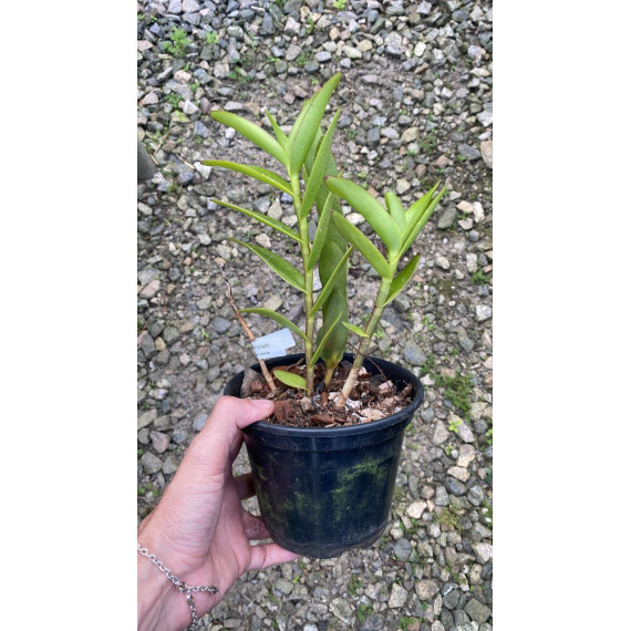 Epidendrum Pink (AD)