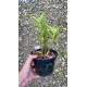 Epidendrum Pink (AD)