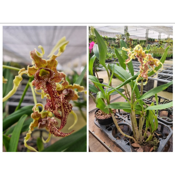 Dendrobium Spectabile - AD Grande Porte