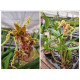 Dendrobium Spectabile - AD Grande Porte