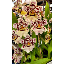 Burrageara Spanish Gold - Com 2 Hastes Florais