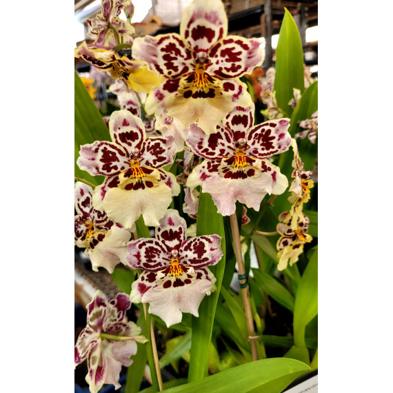 Burrageara Spanish Gold - Com 2 Hastes Florais