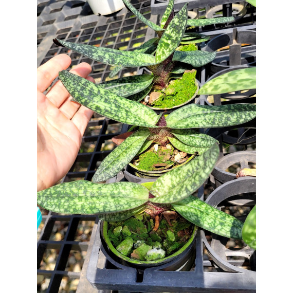 Paphiopedillum Delenatii  - AD