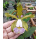Cattleya Schilleriana Coerulea - Sdl