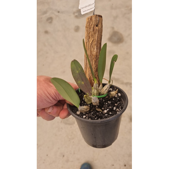 Dendrobium Agregatum - Muda