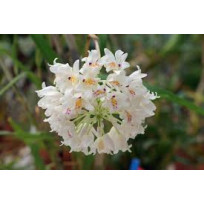 Neobethamia Gracillis (Muda)