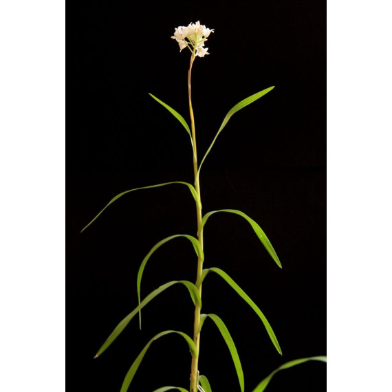 Neobethamia Gracillis (Muda)