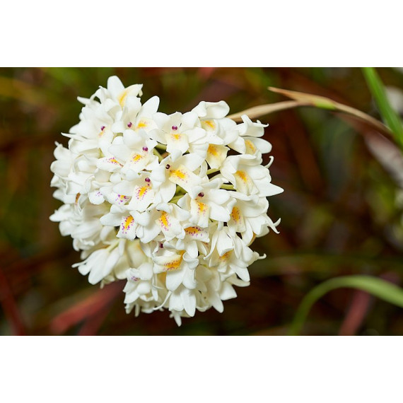 Neobethamia Gracillis (Muda)