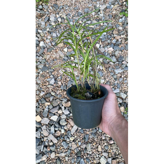 Neobethamia Gracillis (Muda)