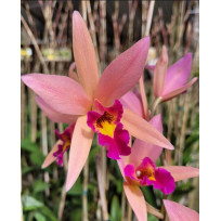 Lc. Santa Barbara Sunset  - Ad