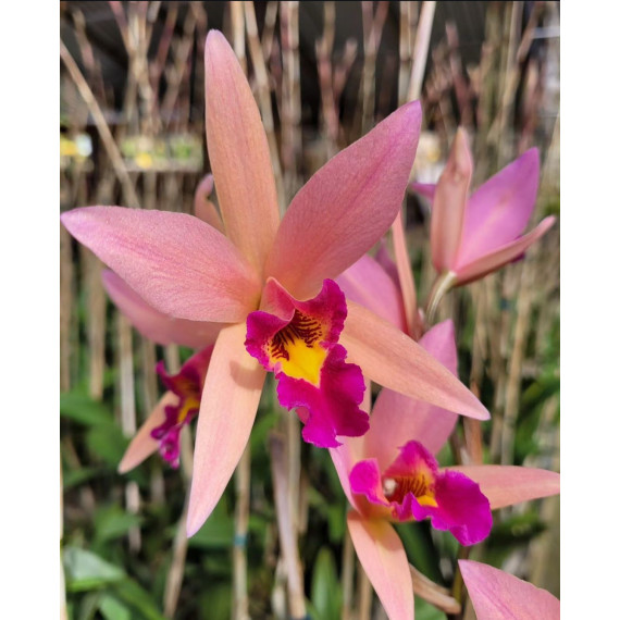 Lc. Santa Barbara Sunset  - No Cachepot