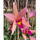 Lc. Santa Barbara Sunset  - Ad